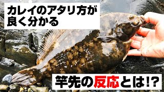 【カレイのアタリ方】投げ釣りでカレイ釣れるまでの一部始終を2匹分見てみる【状況解説付き】