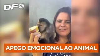 Justiça manda devolver macaca à família após apreensão pelo Ibama | DF no Ar