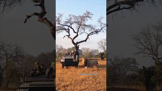 Enorme león muy cerca de guía (Plains Camp male lion) #shorts #lion #leão #safari #wildlife