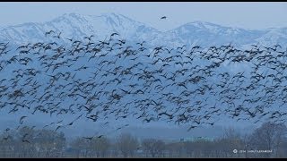 【北海道の絶景】2014 宮島沼 マガン乱舞・躍動する瞬間　【まとめ・マガンは朝が凄いんです】