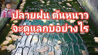 ปลายฝน ต้นหนาว ดูแลกบอย่างไร#วิธีเลี้ยงกบ ep92/64