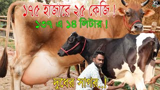 ১৭৫ হাজারে ২৫ কেজি গ্যারান্টি ! আজ দুধের সাগর দাম নিয়ে হাঁট চ্যালেঞ্জ ! ১৩৭ এ ১৪ লিটার ! গরুর হাঁট