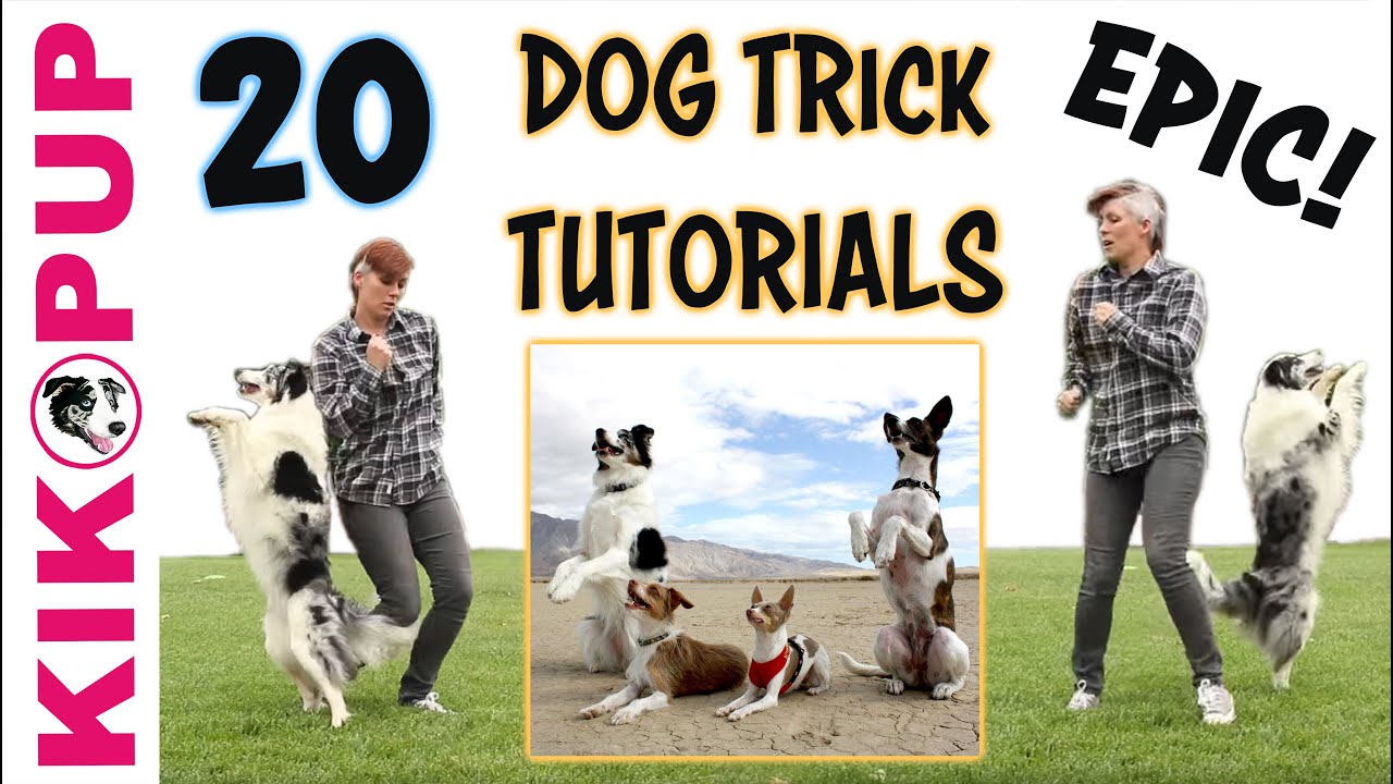 Dog Tricks 20 Trick Tutorials Youtube