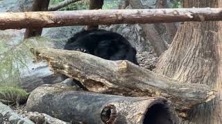 ウタちゃんクーちゃんの様子をお届け【‎2025年‎2月20日】【上野動物園】ツキノワグマ