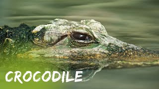 Crocodile, Alligator Best Most Moments Predator Documentary #reptile #animals #buaya