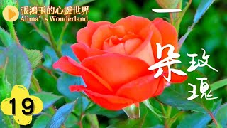 一朵玫瑰19