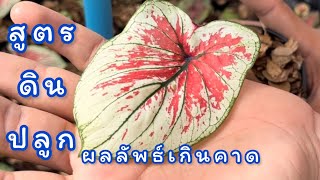 EP.144 สวนบอนสีพระทำ | สูตรดินปลูกบอนสี ง่ายๆ รวดเร็ว ทันใจ ได้ผลดีมาก