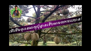 តើទុរេនអាយុប៉ុន្មានឆ្នាំទើបគួរយកផ្លែ?