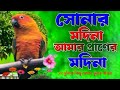 হৃদয় ছোঁয়া নাতে রাসুল । sonar madina amar praner madina । সোনার মদিনা আমার প্রাণের মদিনা ।