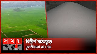 জিআই পণ্য হিসেবে স্বীকৃতি পেল শেরপুরের তুলশীমালা ধান | GI products | Tulshimala Rice | Somoy TV