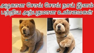 சோவ் சோவ் நாய் இனம் பற்றிய அற்புதமான உண்மைகள்| interesting \u0026 amazing facts about chow chow dog tamil