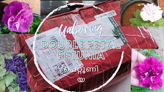 Unboxing double petal petunia!!! New plants in my garden.. ഇരട്ട ഇതളുകൾ പെറ്റൂണിയ