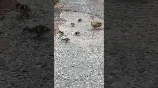 Tiny Ducklings are Adorable #disney #ducks #ducklings #tiny #fast #birds #spring #florida #duck