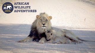 Lion Cub Cuddling With Its Father In The Kgalagadi