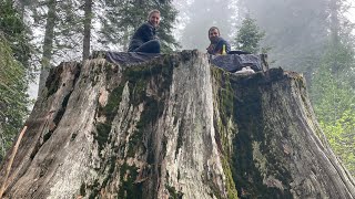 Redwood National Park vs Sequoia Kings Canyon - a comparison