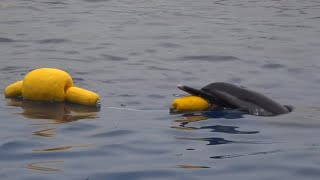 ウキで遊ぶマダライルカ　四国水族館　Pantropical Spotted Dolphin playing with toys