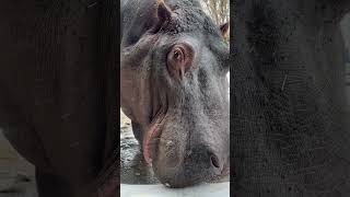 カバ　冬の旭山動物園 / Hippopotamus in Asahiyama Zoo.