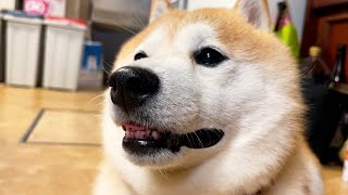 Shibe can no longer smile honestly, when the mother leaves the room.