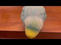 2021.10.30 おはようからおやすみするまで　【セキセイインコしんちゃんときょきょの暮らし】