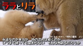 ホッキョクグマ　リラはもうすぐ４歳だけどララにとってもまだまだかわいいこども