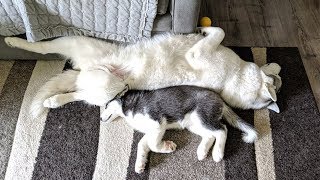 Husky Puppy Snuggles with Big Sister