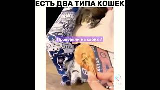 Жаль, но Всем не угодишь🤣#кот #юмор #прикол #тикток #2025 #новое #cat#рек