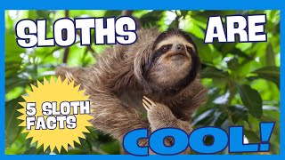 Are you a Sloth Expert? You maybe SHOCKED By These 5 Weird Facts!