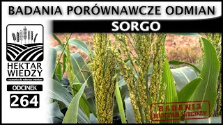 SORGO - BADANIA PORÓWNAWCZE ODMIAN. | ODCINEK 264