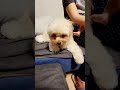 赤ちゃんに仕返しされた犬