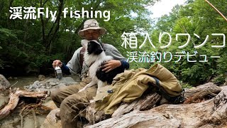 渓流Fly fishing/ワンコと渓流釣り/フライフィッシング/渓流デビュー/オーストラリアンシェパード/ボーダーコリー