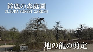 鈴鹿の森庭園のご案内･しだれ梅「地の龍」の剪定