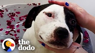 Mama Pittie Gets Full Service Spa Day | The Dodo Foster Diaries