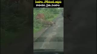 సింహం నోటి నుండి ఆవును కాపాడిన  రైతు|Farmer Saves His Cow From Lion's Attack In Gujarat