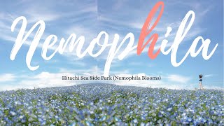 Blue Fields of Dreams - Nemophila of Japan