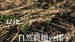 【自然農】自然農畑の様子　タマネギ、キヌサヤ、アスパラなど