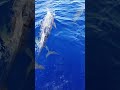 dolphin delfines palau micronesia sailing shorts