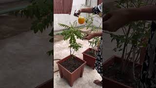 ঘরোয়া পদ্ধতিতে গাছের পোকা দমন পদ্ধতি #gardening #gardeningtips #shorts