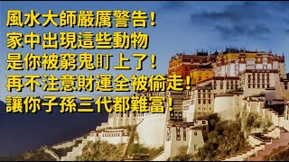 風水大師嚴厲警告！家中出現這些動物，是你被窮鬼盯上了！再不注意財運全被偷走！讓你子孫三代都難富！ 佛說妙語