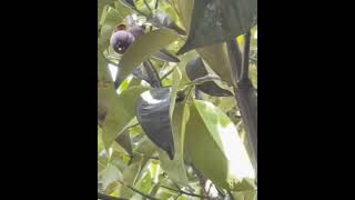 mangosteen|mangosteen tree