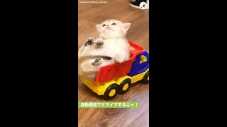 気持ちよ〜くお部屋のドライブを楽しむ子猫ちゃん