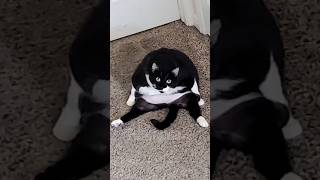 😂funny animal videos that i found for you #51😂
