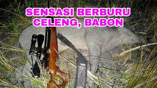 SENSASI BERBURU CELENG \u0026 BABON