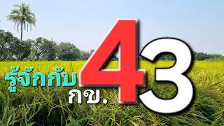 กข.43 มาทำความรู้จักกันกับอีกหนึ่งสายพันธุ์ข้าวใจกลุ่มหมายเลข 4 ที่มีลักษณะเด่นที่ต่างกันออกไป