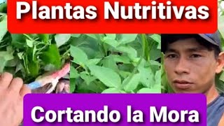 CORTANDO MORAS AVENTURA DE HUMBERTO RODRIGUEZ.