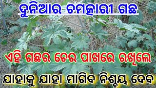 ଯାହାକୁ ଯାହା ମାଗିବା ନିଶ୍ଚୟ ମିଳିବ | tantra mantra | ollywood fans | omkaar odia | odia funda | tbcodia