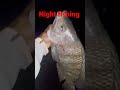 night fishing video best fishing tilapia fish#shorts #viral