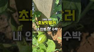 초보텃밭러이야기 #시골살이  #garden #텃밭 #강원도살이 #텃밭수박 #수박키우기