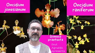 Espécies Orquídeas 16 - Oncidium jonesianum, Gomesa praetexta e Oncidium raniferum