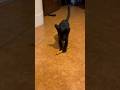 #catlover #blackcat #kitten #black #pencintakucing #bali #🌈 #dog #doglover  #shorts #viralvideo