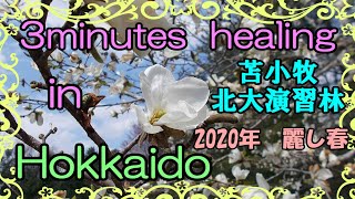 北海道　癒しの小空間（苫小牧市・北大演習林2020春）3minutes  healing  in  Hokkaido